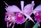 Orquídea ( Orchidaceae )