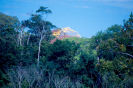 Árvores | Paisagem do Parque Nacional Pau Brasil 