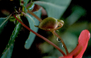 Vegetação | Parque Nacional da Tijuca