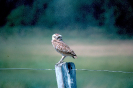 Coruja-buraqueira (Athene cunicularia)