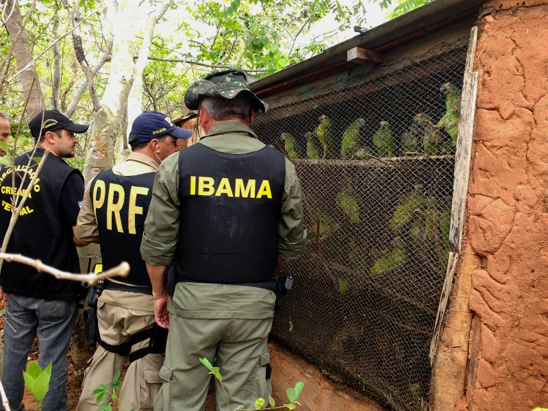 Operação Ibama Bahia